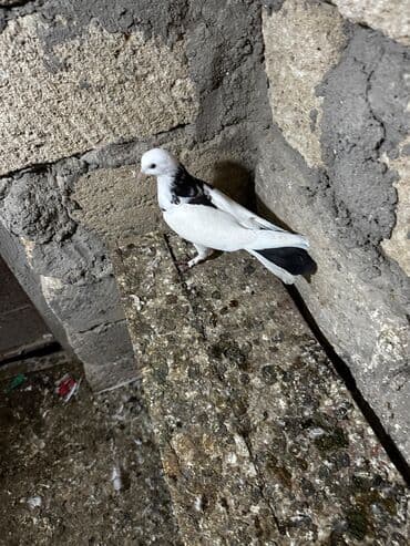 göyercin yuvası: Salam 18.19 quwdi hamsi tam sağlamdi oz quwdarimdi isimle elaqeder — 6