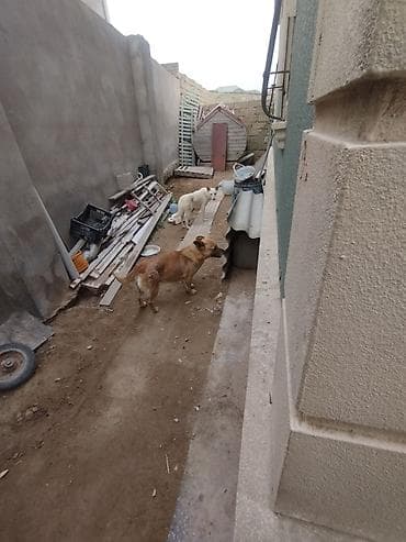 4 otaqlı, 400 kv. m, Kredit yoxdur, Yeni təmirli