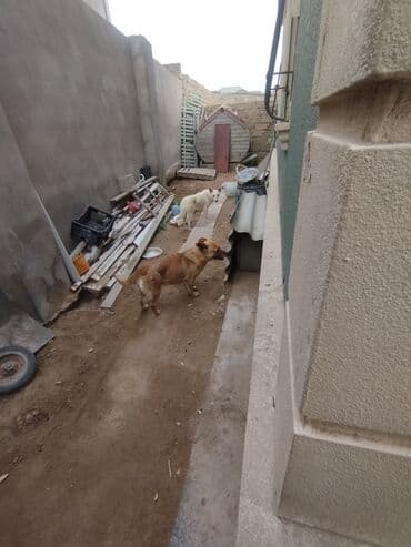 Mənzillər: 4 otaqlı, 400 kv. m, Yeni təmirli — 2