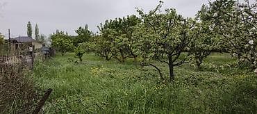 cinarli park ev satilir: 10 sot, Kənd təsərrüfatı — 1