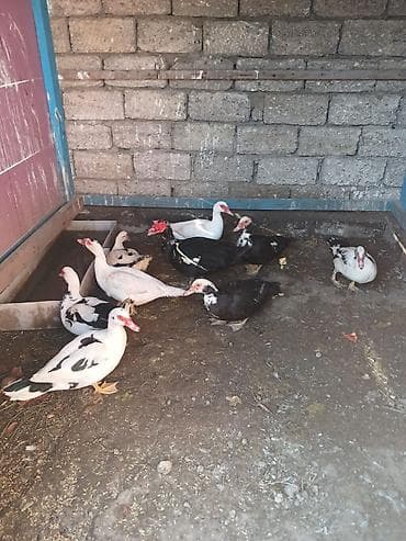 9 ədədi -230 azn.Lal ördəkləri (indo-duck) – müxtəlif rənglərdə sürü