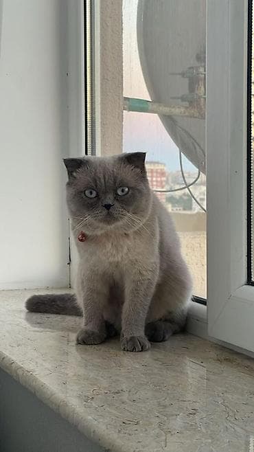Şotland yastı qulaq, Erkək