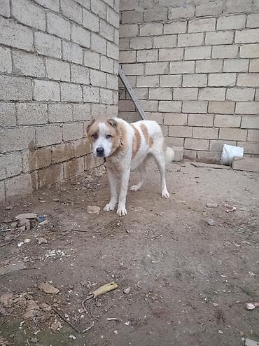 heyvan bazari itlerin satisi: Qurdbasar — 10