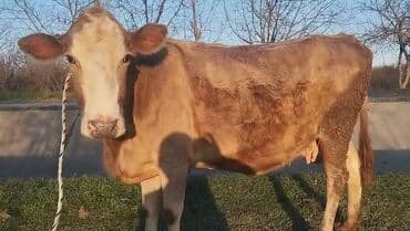 qoyun qiymeti 2022: Dişi, il: 4, Südlük, Ünvandan götürmə — 3