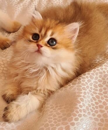 pişik balaları: Şotland yastı qulaq — 4