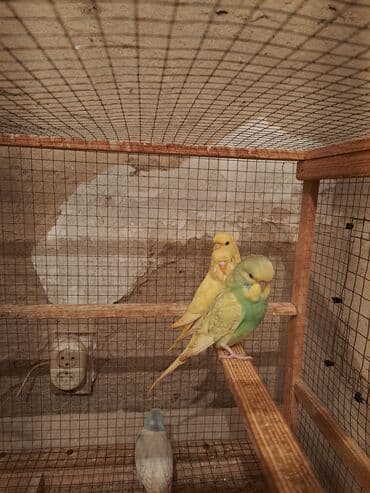 tutuqusu cex: Tutuquşu çex balalar. Ümumi 6 ədəd baladi. Topdan satışda 1 ədədin — 3