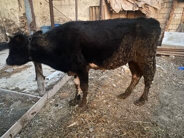 Inəklər, öküzlər: Dişi danadı körpe Bakı malıdı tovle malıdı — 3