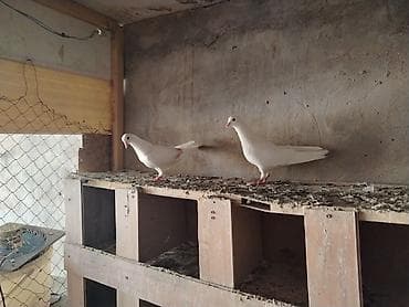 qafqaz coban itləri: Bügünkü xezrinin qismetləri heyvanlar deyesen cütdülər sahibləndirilir — 1