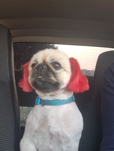 alman afçarkası balası: Pekines, 2 il, Dişi, Peyvəndli, Rayonlara çatdırılma — 1