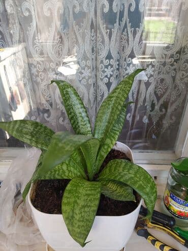 almaniya istehsalı kişi köynəkləri: 20 — 2