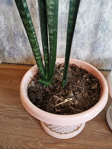ev gulleri sekilleri: Sansevieria - bol oksigen verir, otağın havasını təmizləyir. Uşaq — 4