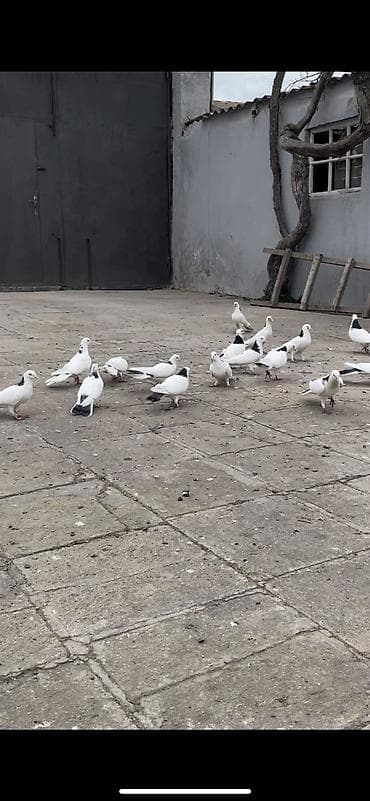 goyercinler satisi: Iki cüt quşdan törənmədir. Bir quşxananın quşlardır. Köhnə — 6