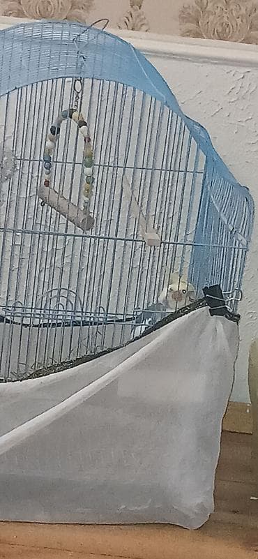 попугай жако купить в баку: 2 QƏFƏS SU QABLARI GÜZGÜ BİR SÖZLƏ TAM AKSESUARLARINymph paraket — 5