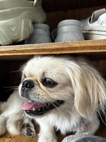 ev heyvan adlari: Pekines, 1 il, Dişi, Peyvəndli, Ödənişli çatdırılma, Rayonlara çatdırılma — 1