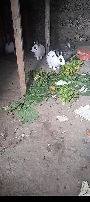 doşan şəkilləri: Məhsul: Ev dovşanları (bir neçə baş) Təsvir: - Rənglər: ağ-qara — 1