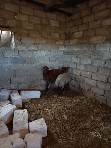 qoyun əti qiyməti: Salam quzular satılır 8ayın içindədirlər ikisi 8kq gəlir quyruqlu — 4