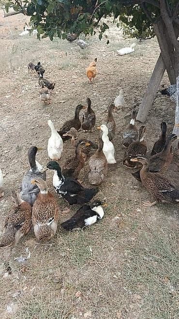 ari ailesi satisi: Ördəklər.5manatdan 25manata kimi deysiir boyuna ayına gününe yaşına — 2