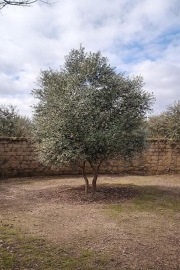 demir agac: ❗️Zeytun ağacı – həyət və bağ sahələri üçün dekorativ və məhsuldar — 1