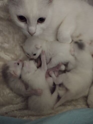 ev itleri satisi: Şotland, Erkək, Dişi, Yaxşı əllərə, Ünvandan götürmə — 6