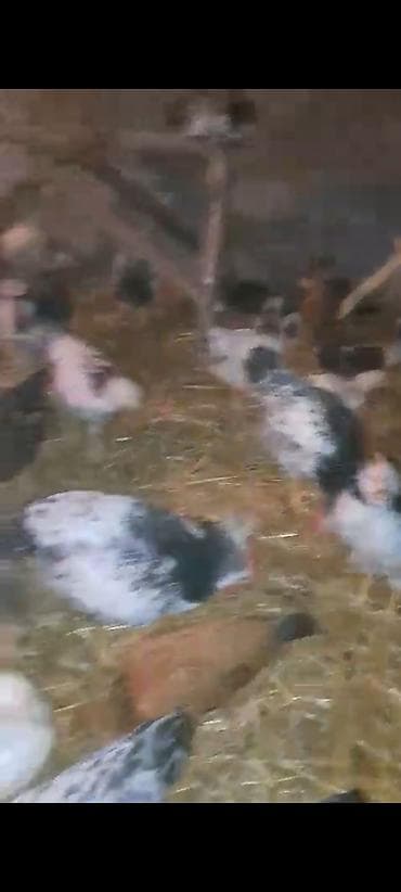 toyuq cüce: 1 Kq 200 Əti var Siribriz Cücələrdi qiymət 6 azn ətrafli məlumat üçün — 3