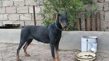 доберман купить: Doberman, 1 il, Dişi — 2