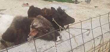 heyvanlar və balaları: 1 Ərkək 2 Dişi Dana Qiymetleri 600 manatdan 1000 manata kimi — 4