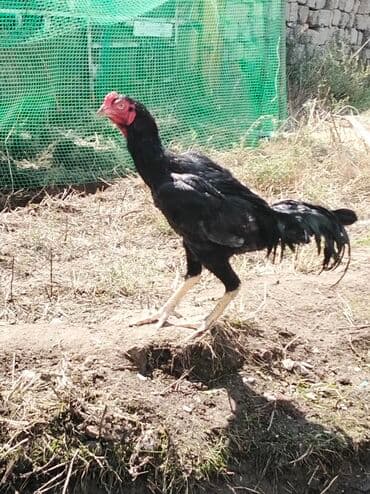 qaz yagi satisi: Heyrati 10 ayliqdi hele bana dusmeyib barterde var baxir tekliflere — 3