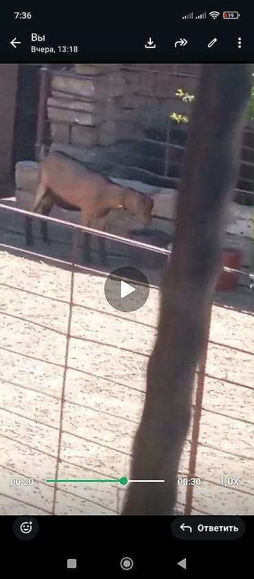 sudlu kecilər: Qiyməti 300 man fikirləşənlər vaxtımı almayın ! Boşuna maraqlanmayın ! — 4