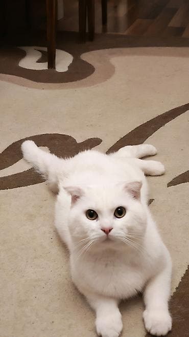 pişik cutləşdirilir: Cütleşdirilir Erkek Scottish Fold 1 yaş 2 aylıqdı — 4