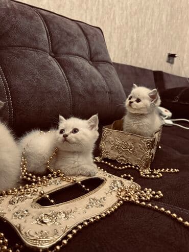 xamyak yuvası: Şinşilla, Erkək, Dişi — 10