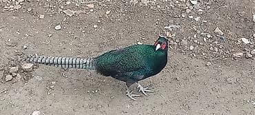 kənd xoruzu: Xoruz, il: 1, Ödənişli çatdırılma — 6