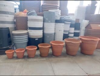 kaybolan yıllar 50: Dibcek Dibcek qabi yumru aq rengli gul.qabi yumru aq rengli dibcek — 18