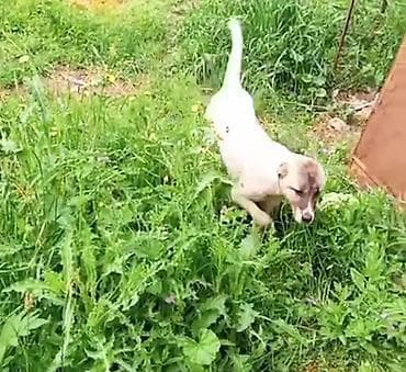 qurbanliq qoyunlar harda satilir: Dişi, il: 1, Damazlıq — 4