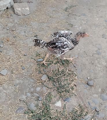 cüce: Toyuq cücələri, Damazlıq — 8