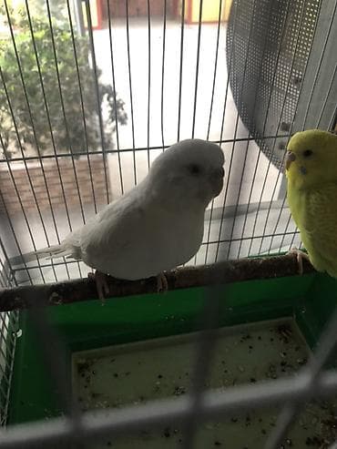 Ağ valnist dişi+korella erkəy 25 azn sağlam heyvanlardır