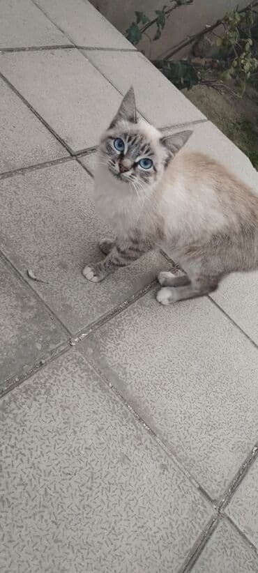 pişik sortu: Самка — 2