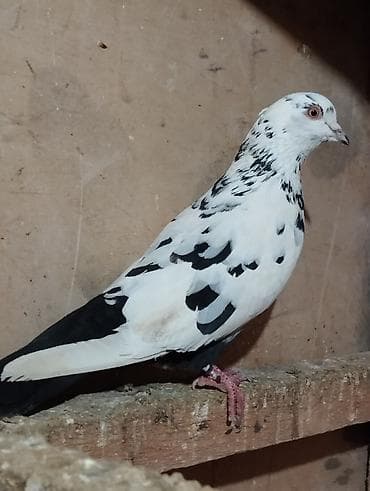 maraqli qus adlari: Ciller tutulmadi 2sidecuti 30m boynugulu 30m — 5