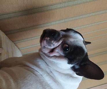 Gəmiricilər: 3 il, Erkek, Ünvandan götürmə — 3