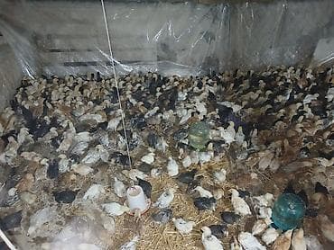 1 aylıq cücəlerdi tam sağlamdilar 2.4 AZN bütün vitaminlər verilib — 2