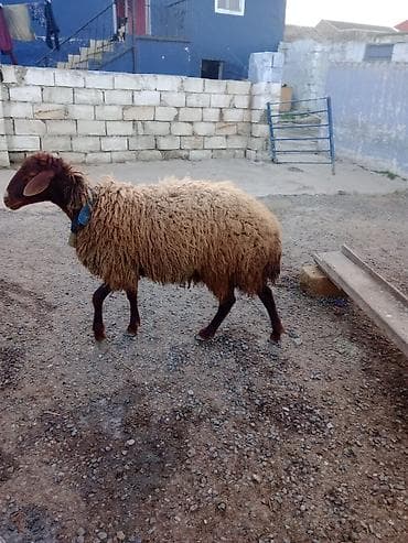 sotland pisiyi satilir: Erkək, Qala, il: 1, Damazlıq — 6