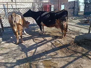 Atlar: 25 litr sudi var kim nece gun isteyir gelib sagib baxsin — 3