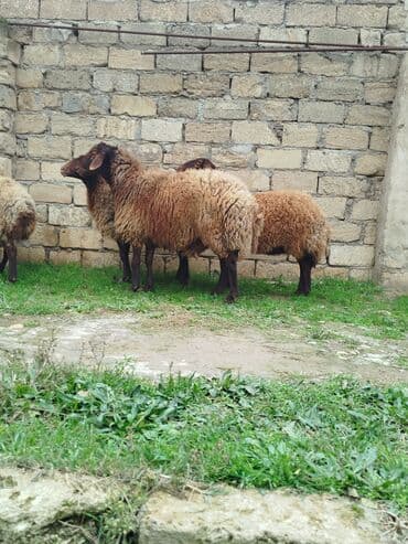 Qala cınsı qoçluq 1yaş 6aylıq