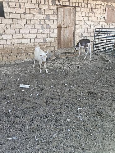 keçi: Her ikisi satilir. fevralda 2yasdari olacag. heyvanlar qobu kendindedi — 7