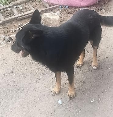 Məhsul: it (erkək) Təsvir: - Orta-böyük ölçülü, qara rəngli tüklər