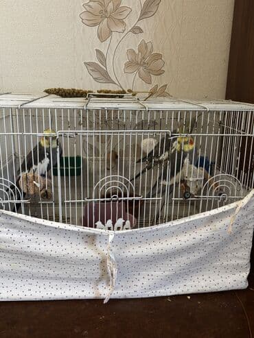 Попугаи: Karella Əsil cütə düşən vaxtlarıdı 2 erkək 1 dişi di 3 də ələ — 1