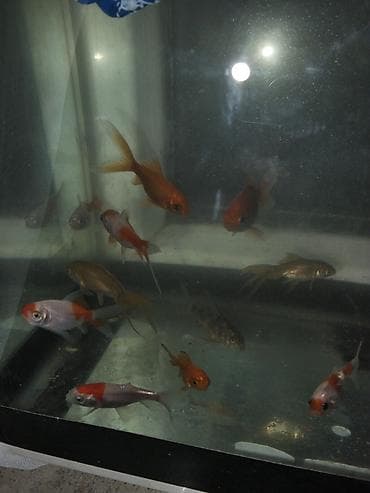 pişik sekilleri: Qızıl balıq, Sülhsevər — 3