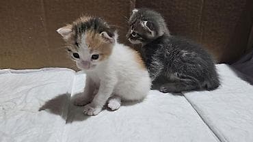 Кошки: Самец, Самка, В добрые руки — 3