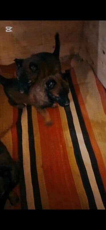 it cinsi: Belçika çoban iti, 1 ay, Erkek, Peyvəndli, Ünvandan götürmə — 2