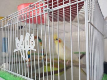 xaski bala: Disidir 1.2 yash. 1 dəfe bala verib Unvan Hezi Aslanov. Saglamdir — 2