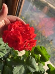 qazon toxumu qiyməti: Her biri ucuz kimete Gencededi catirma var size yaxin yere ancag — 34